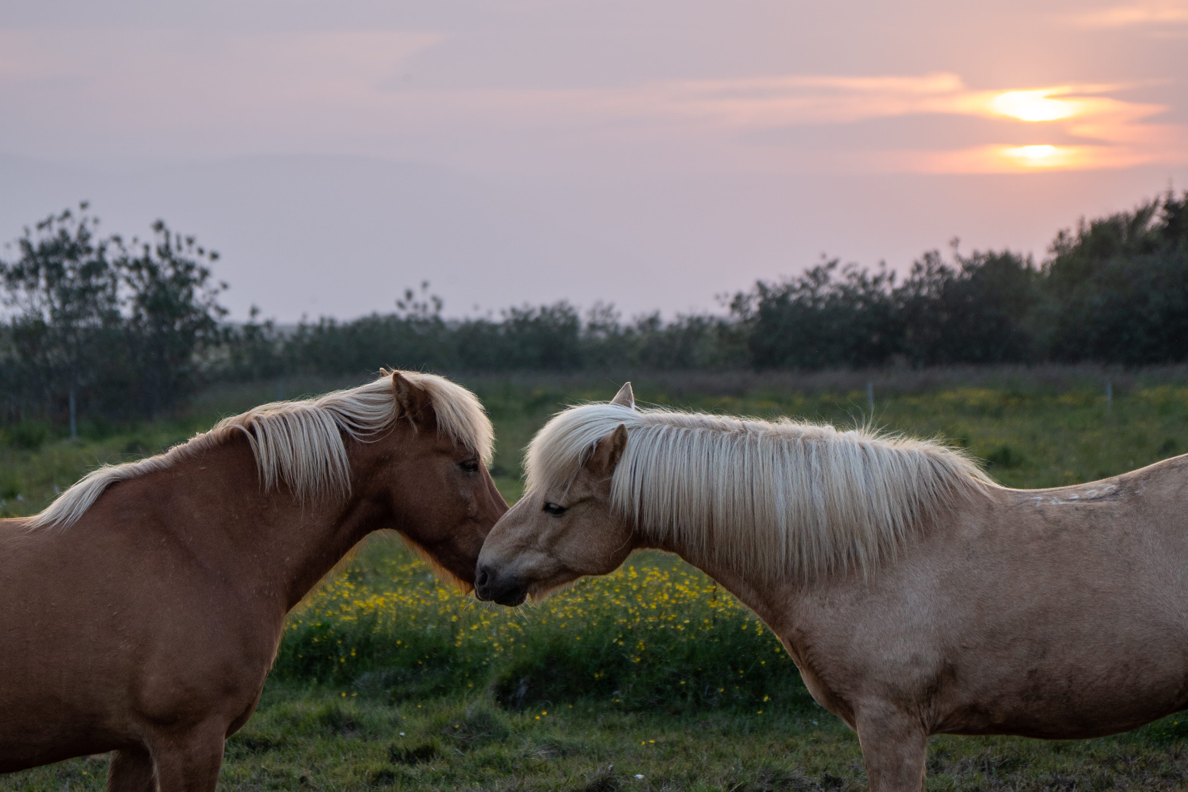 Two horses nose to nose at sunset